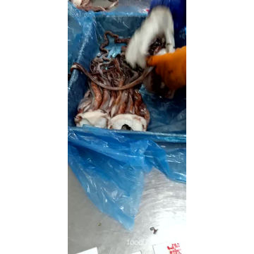 frozen squid tentacle giant squid cleaned 2019